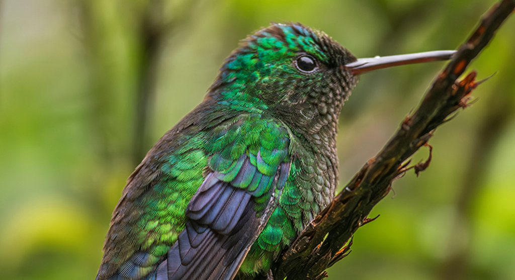 Terraformation, AFRF