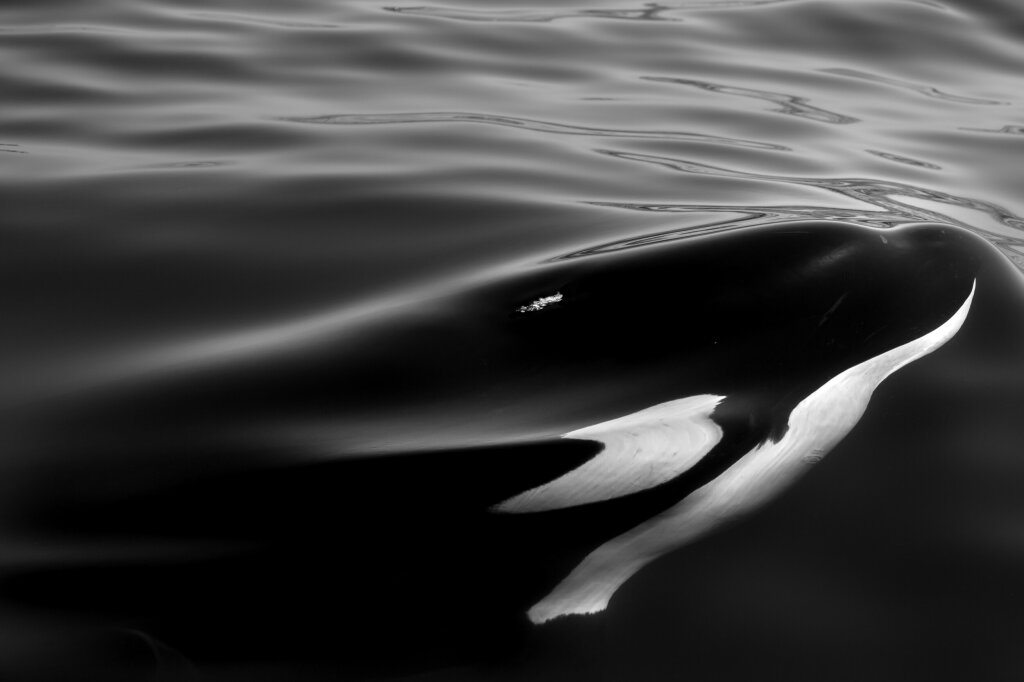 Black Orca