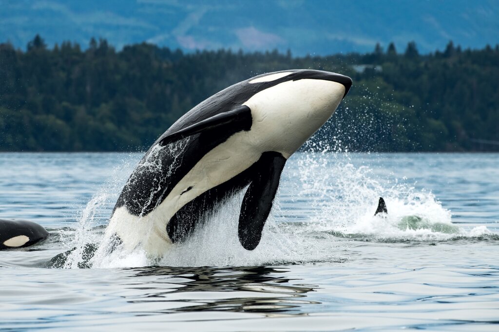 Orca jumping