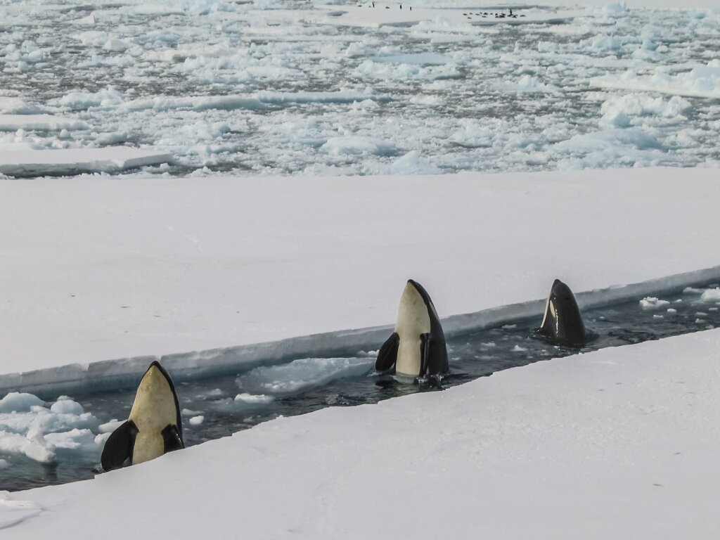 Three Orcas